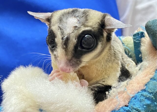 フクロモモンガ