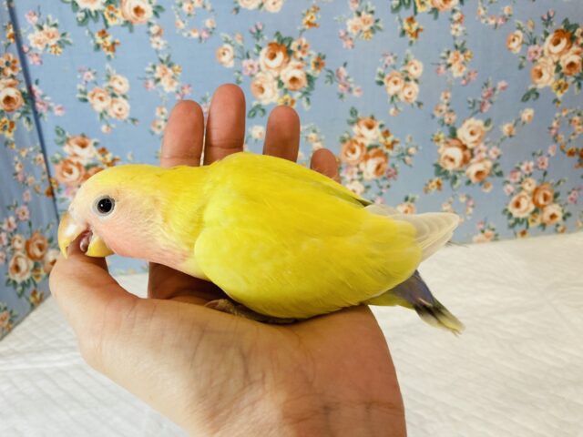 コザクラインコ（小桜インコ）