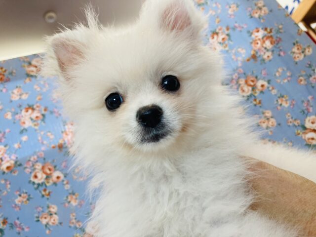 最新画像🌟元気モリモリ♩❤︎とってもチャーミング💫ポメラニアンくんです♂