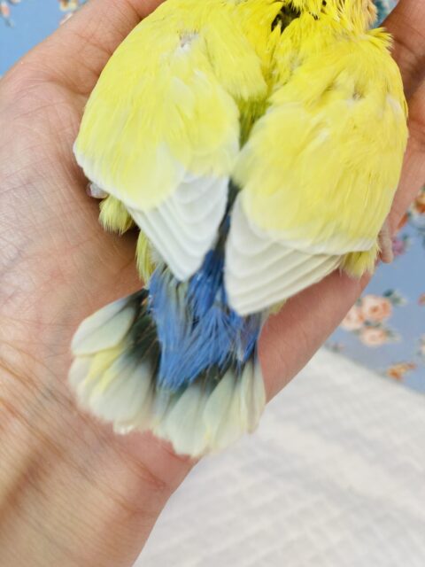 コザクラインコ（小桜インコ）