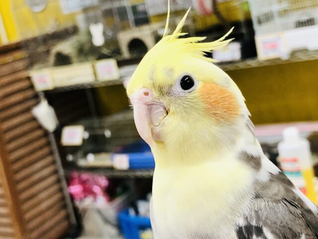 オカメインコ