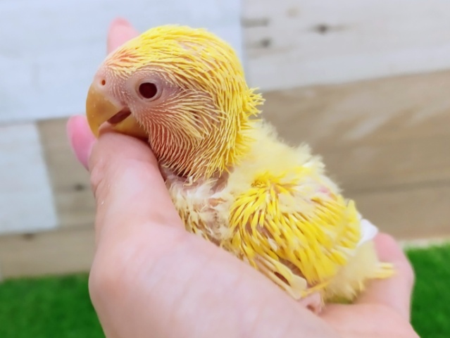 コザクラインコ（小桜インコ）