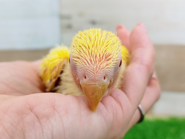 コザクラインコ（小桜インコ）