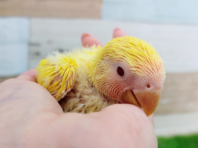 コザクラインコ（小桜インコ）