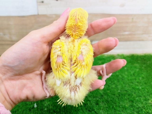 コザクラインコ（小桜インコ）