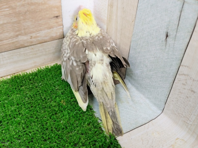 オカメインコ