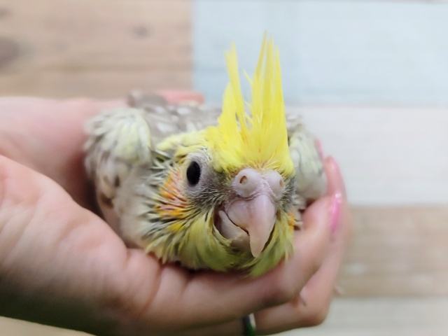 オカメインコ