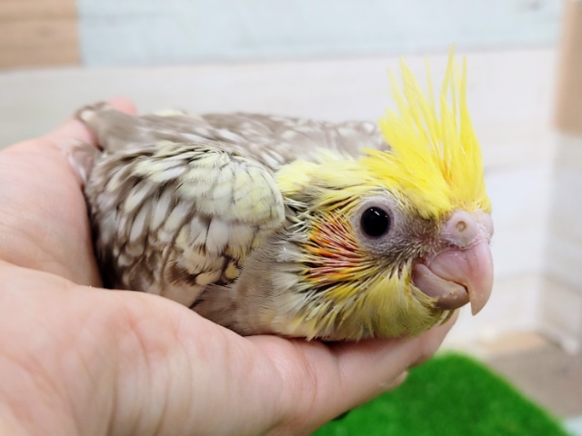 オカメインコ