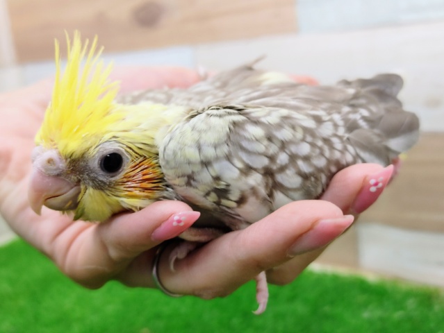 オカメインコ