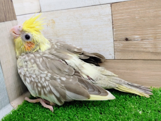 オカメインコ
