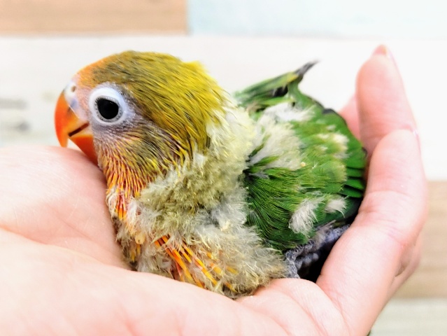 キエリボタンインコ