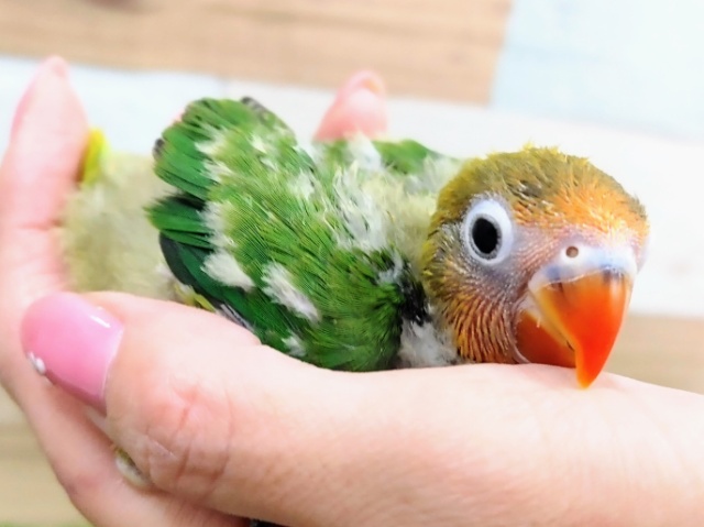 キエリボタンインコ