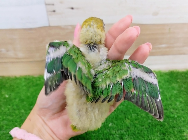 キエリボタンインコ