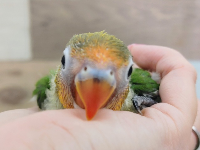 キエリボタンインコ