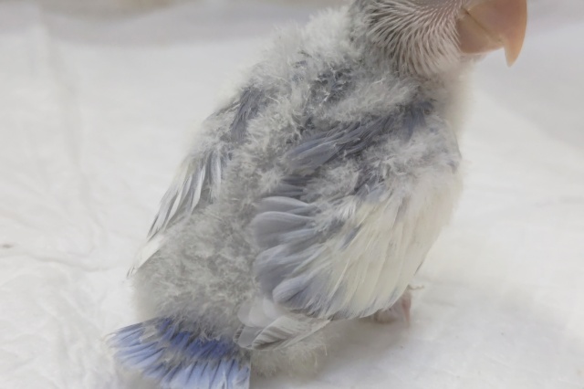 コザクラインコ（小桜インコ）