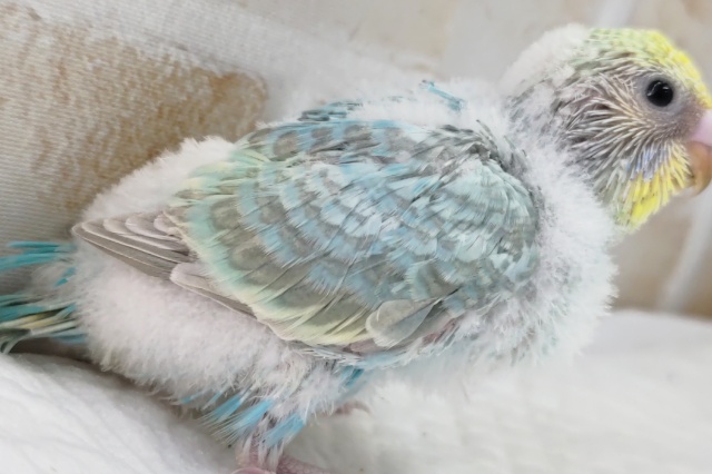 セキセイインコ