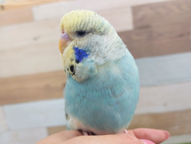ジャンボセキセイインコ