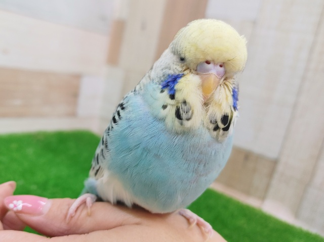 ジャンボセキセイインコ