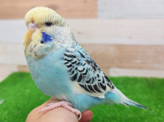 ジャンボセキセイインコ