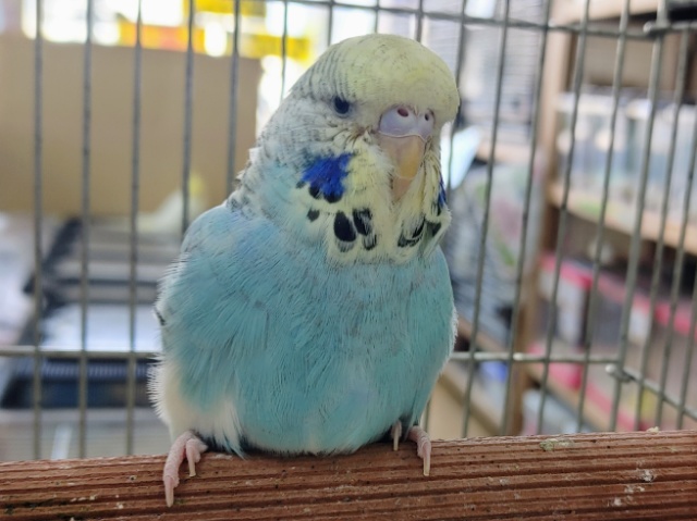 ジャンボセキセイインコ