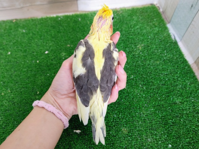 画像更新☆黄色がハッキリ💛オカメインコのパイド❤ オカメインコ