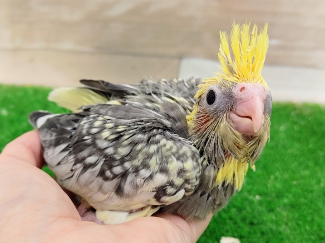オカメインコ