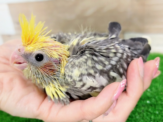 オカメインコ