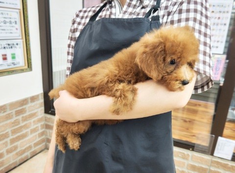 最新画像!トイプードル(レッド)女の子♪お転婆ちゃん❤ トイプードル