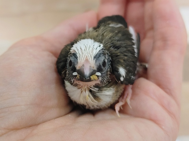 十姉妹（ジュウシマツ）