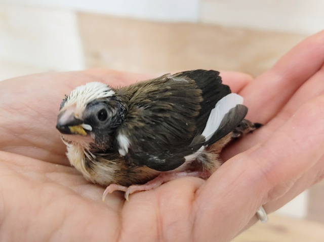 十姉妹（ジュウシマツ）