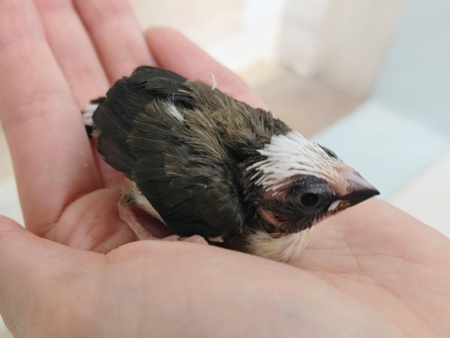 十姉妹（ジュウシマツ）