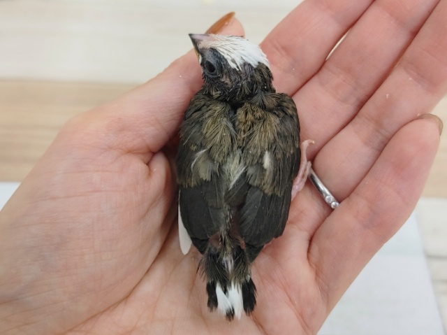 十姉妹（ジュウシマツ）