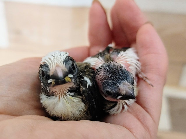 十姉妹（ジュウシマツ）