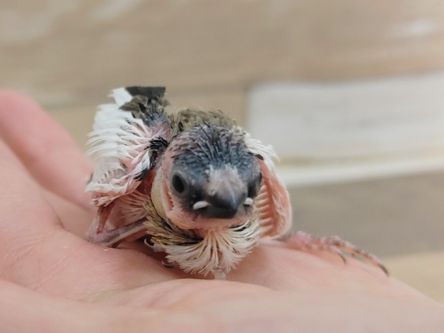 十姉妹（ジュウシマツ）