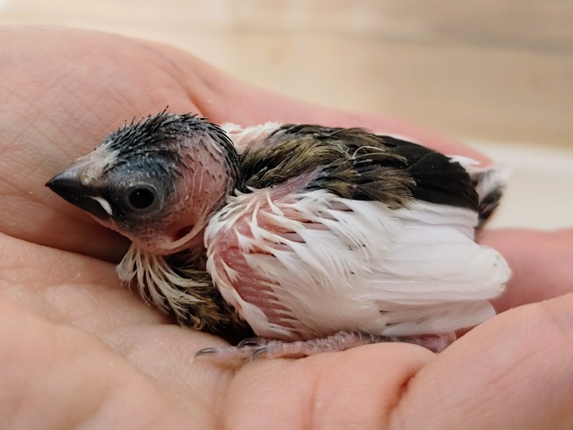 十姉妹（ジュウシマツ）