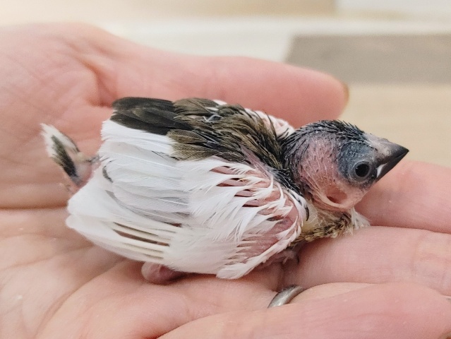 十姉妹（ジュウシマツ）