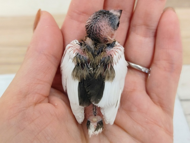 十姉妹（ジュウシマツ）