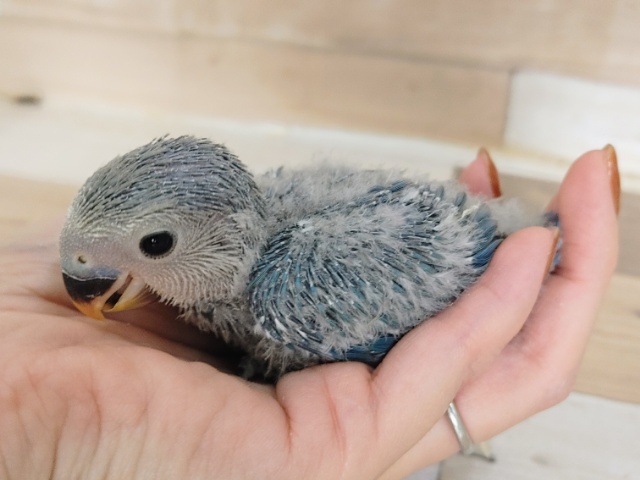 コザクラインコ（小桜インコ）