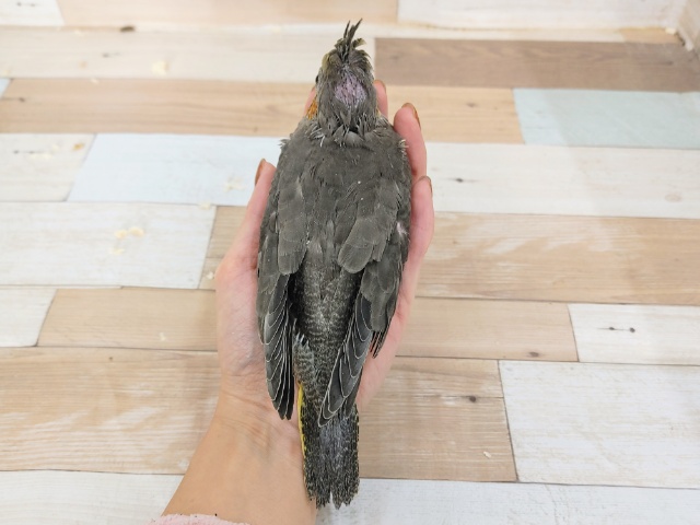 王道人気✨オカメインコのヒナ(ノーマル)入荷しました❤ オカメインコ