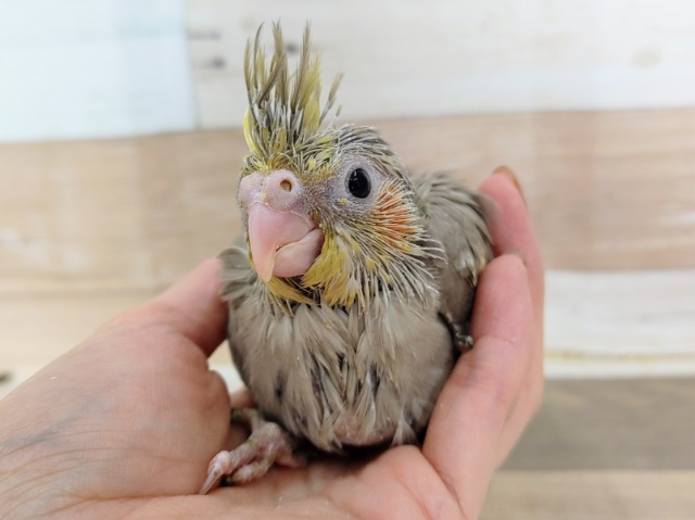 オカメインコ