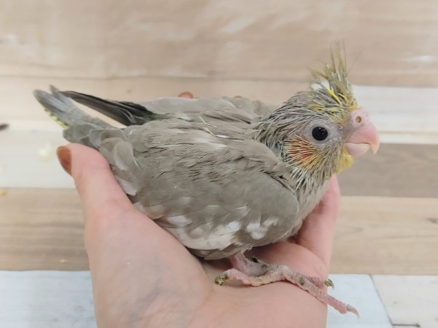 オカメインコ