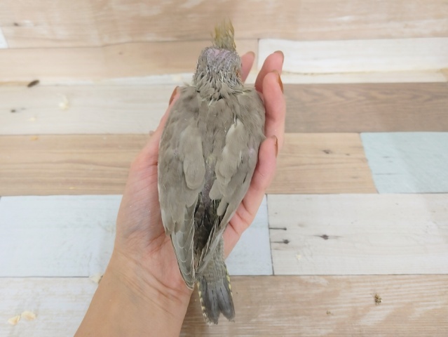 人気のカラー✨オカメインコのヒナ(シナモン)入荷しました❤ オカメインコ