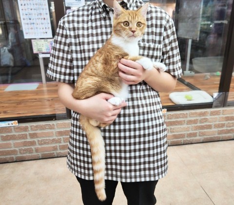 スコティッシュフォールド