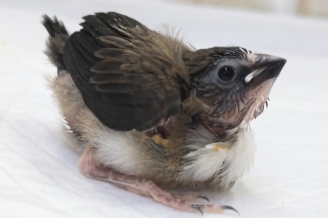 十姉妹（ジュウシマツ）