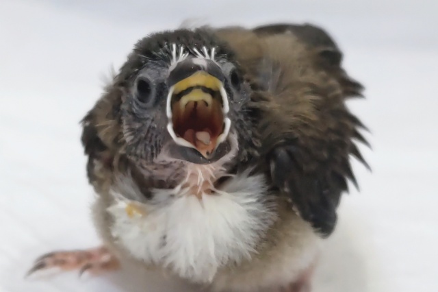 十姉妹（ジュウシマツ）