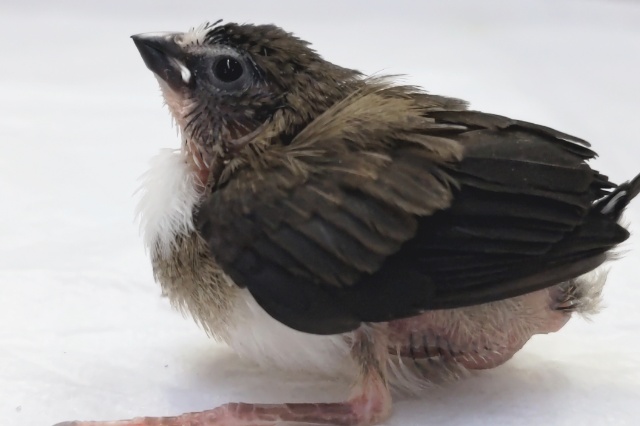 十姉妹（ジュウシマツ）