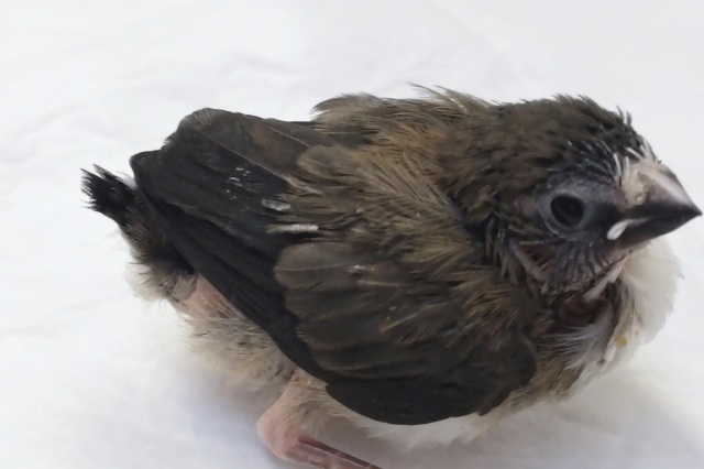 十姉妹（ジュウシマツ）