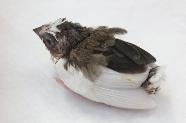 十姉妹（ジュウシマツ）