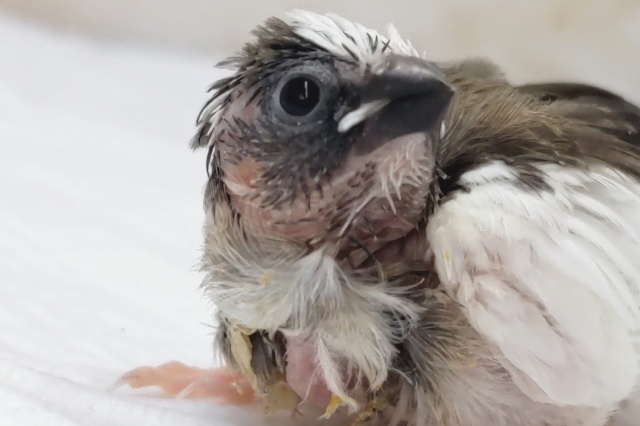 十姉妹（ジュウシマツ）