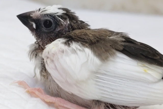 十姉妹（ジュウシマツ）